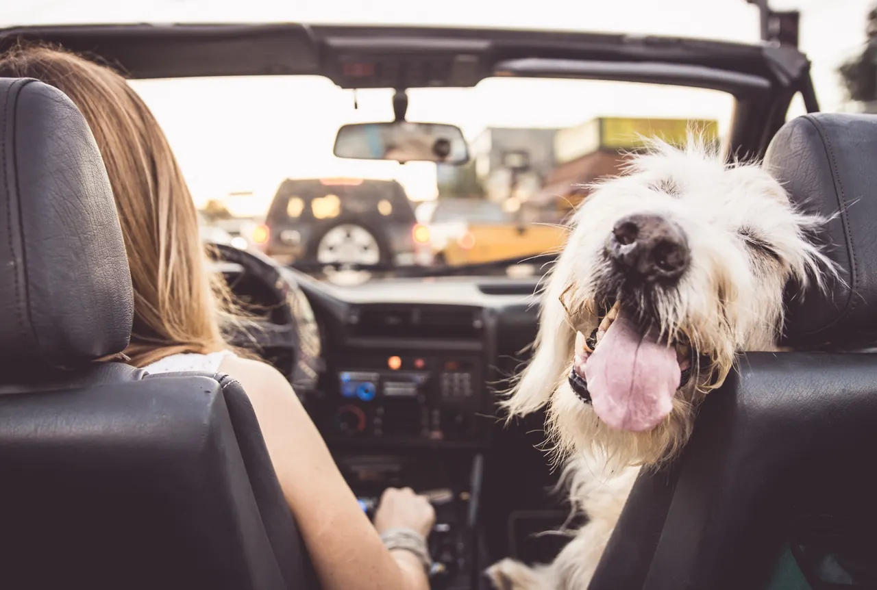 A dog beside its owner in a convertible