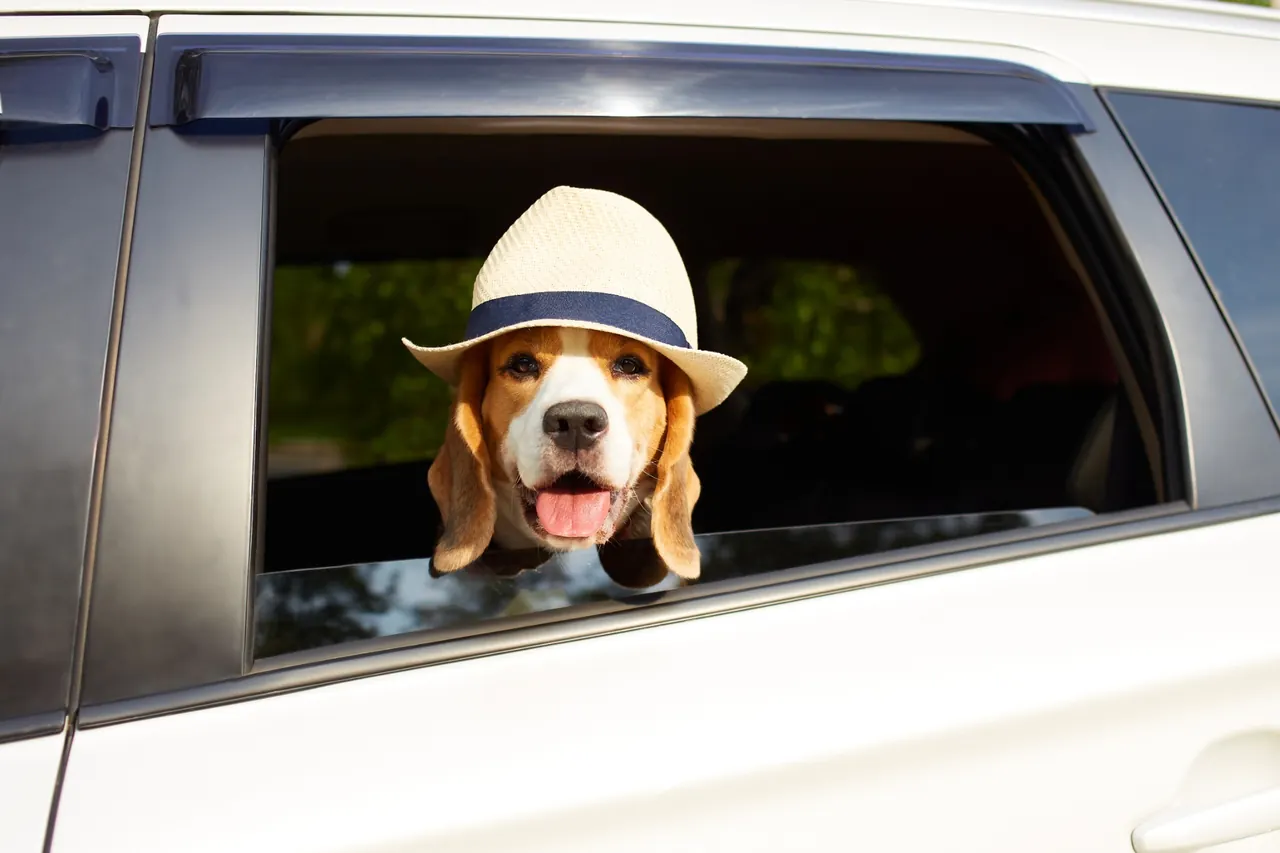 Dog travelling in a car